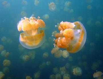 إسبح تحت سطح الماء مع Google SEAview